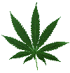 Cannabis sativablatt.gif